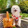 Pequena Camponesa's profile picture
