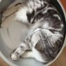 谢加's profile picture