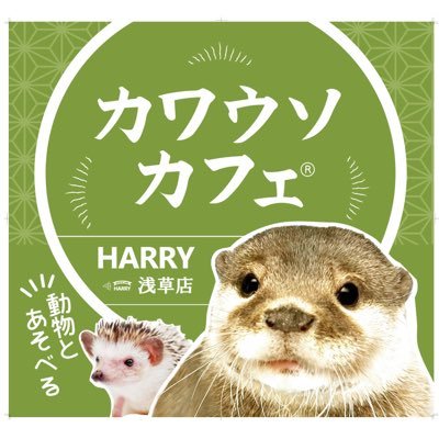 カワウソカフェ®HARRY浅草店's profile picture