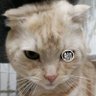 ブリさん's profile picture