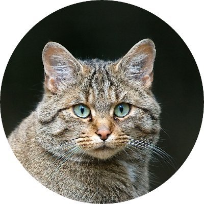 Kapitan Żbik's profile picture