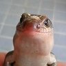 ｼｭﾚﾃﾞｨﾝｶﾞｰのﾄｶｹﾞ profil fotoğrafı