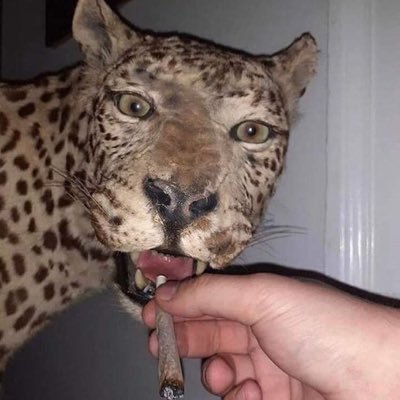 jojo's profile picture