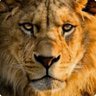 Profilbild von الكاسر