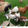 Chaos's profile picture