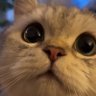 lentil's profile picture