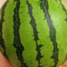 西瓜🍉 固定ツイートを見てください!🍉(皮算用亭たぬき) profil fotoğrafı