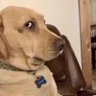 Фото профиля DOG