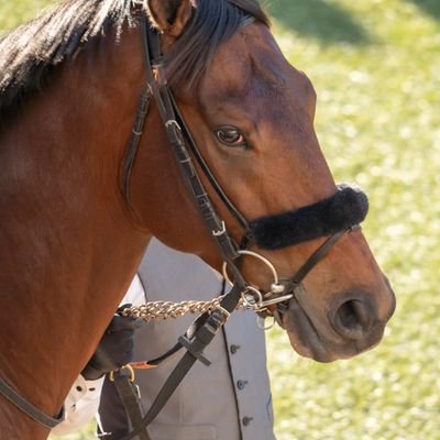 じゅん@競馬垢's profile picture