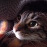 Paolita🐶🐕🐈⬛🐱🐾🐾 profil fotoğrafı