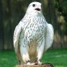 Al-Rahi profil fotoğrafı