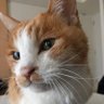 にゃー太🐈✨🦋 的头像