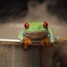 Фото профиля Frog Salsa