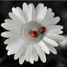 naderebaed profil fotoğrafı