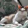 Meeko The Catto's profile picture