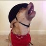 F Dog's profile picture