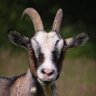 Caleb Ehikhamenor's profile picture