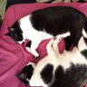 BxSheep 的头像