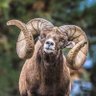 Oxfordian Buck's profile picture
