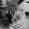 zhaojs-FO🌼 profil fotoğrafı
