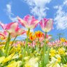 菜花 的头像