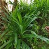 Gankhi Gani 的头像