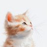 สีน้ำ🍃 profil fotoğrafı