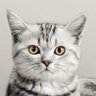 animal 的头像