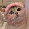 Фото профиля cute cat videos