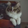 Profilbild von whisky the cat