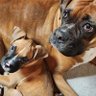 SherBear profil fotoğrafı
