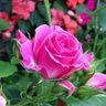 أبو لـيث profil fotoğrafı