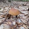 Profilbild von king bolete