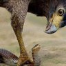جسور كراخالى profil fotoğrafı