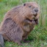 Big Beaver 的头像
