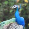 DVBhat's profile picture