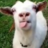 تیری اماں کا بھدوا's profile picture