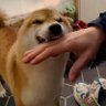 Фото профиля Yellow Doeg