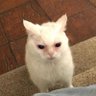 น้องอี้หลิง 的头像