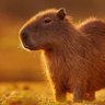 Capivara do Tietê 的头像