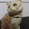 リバティ 的头像