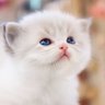 北极豆包🍙 profil fotoğrafı