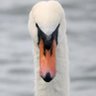 Tony the totally not antifascist swan 的头像