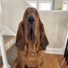 WGBEE BOOGALOO 2 profil fotoğrafı
