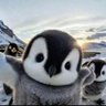 🐧ちーMARU🐧 profil fotoğrafı