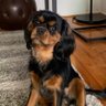 Фото профиля My Dog Melrose