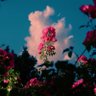reem-Alhrbi🌸 profil fotoğrafı
