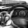 Profilbild von Shell