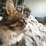 腹黒いリオン🐾 profil fotoğrafı