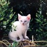 BillyKDog's profile picture